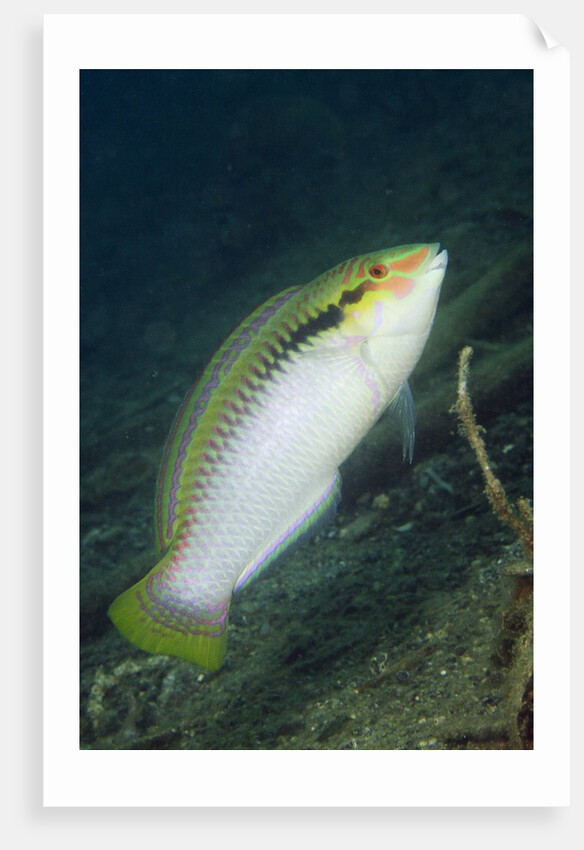 Zigzag Wrasse by Anonymous