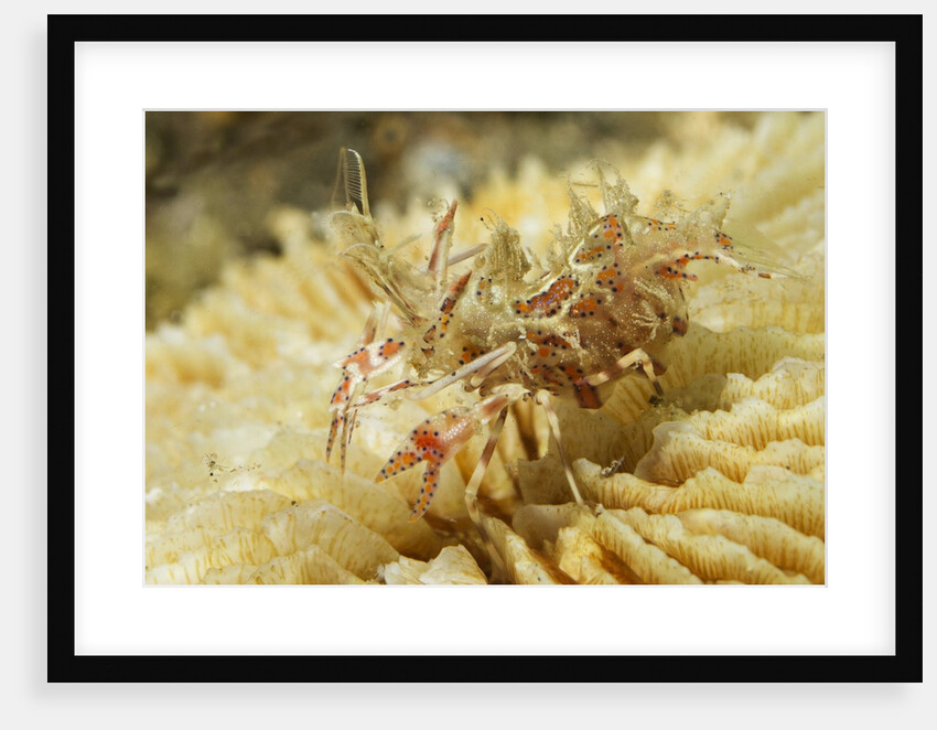 Spiny Tiger Shrimp by Anonymous