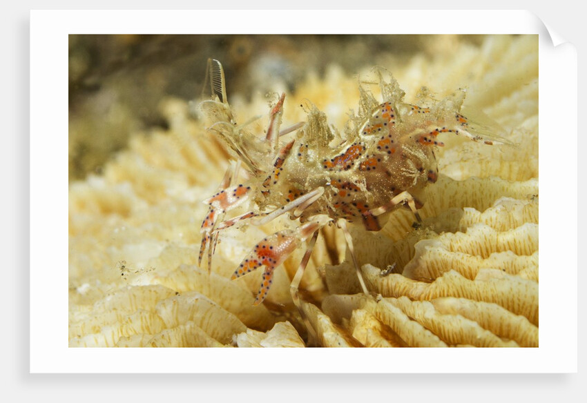 Spiny Tiger Shrimp by Corbis