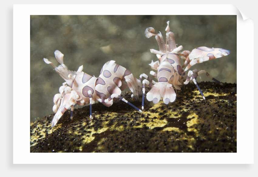 Pair of Harlequin Shrimp by Anonymous
