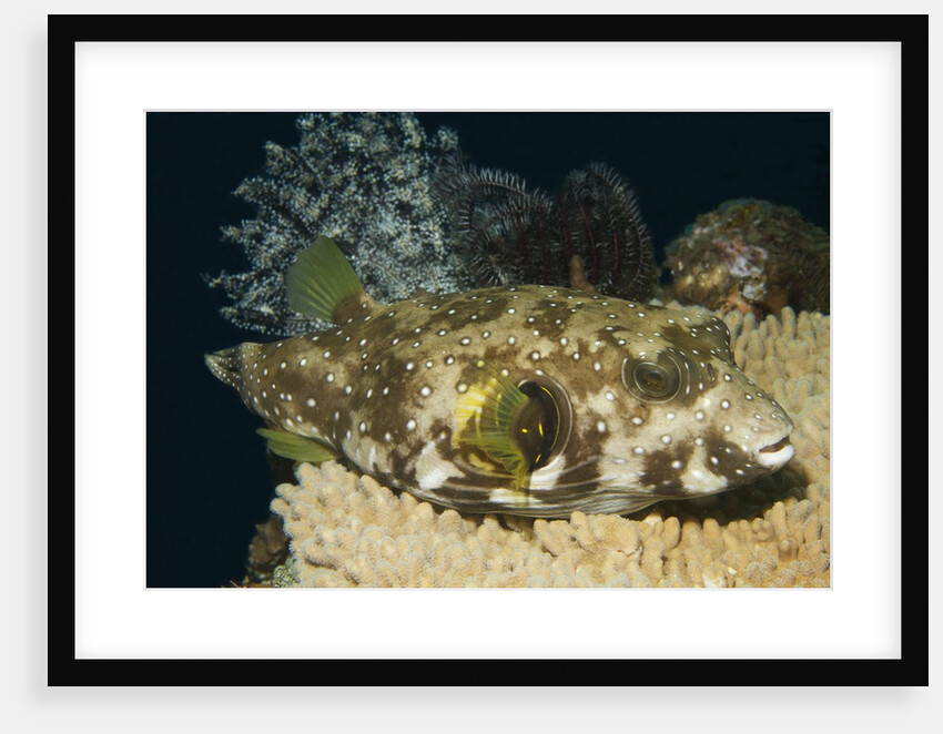 White-Spotted Puffer by Anonymous