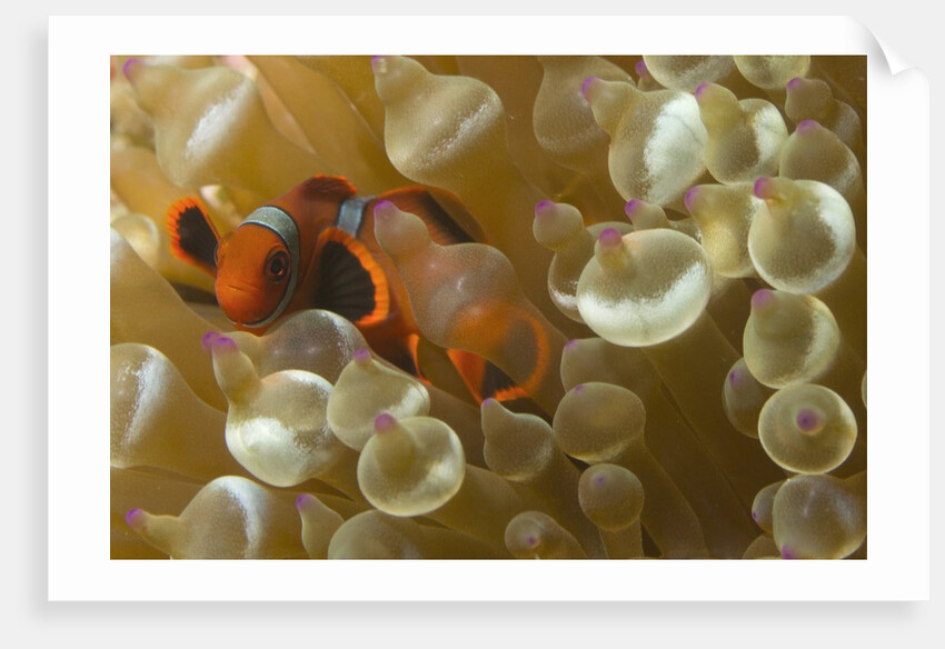 Spinecheek Anemoneifsh by Anonymous