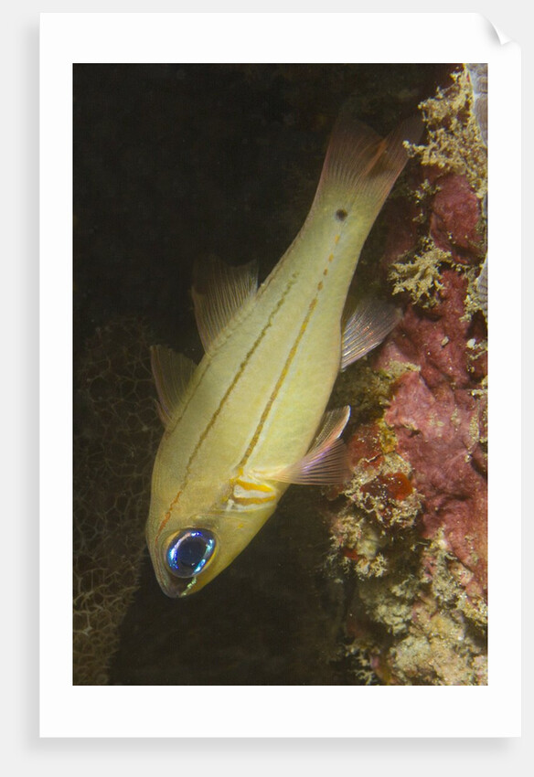 Spotgill Cardinalfish by Anonymous
