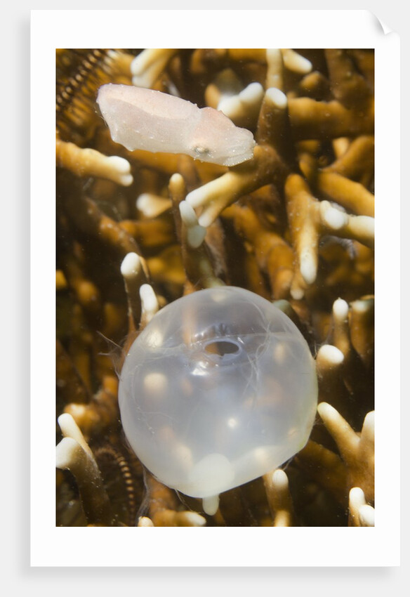 Broadclub Cuttlefish hatching by Anonymous