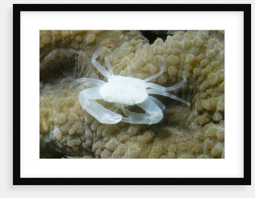Crowned Coral Crab by Anonymous