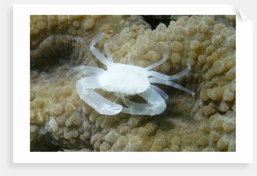 Crowned Coral Crab by Anonymous
