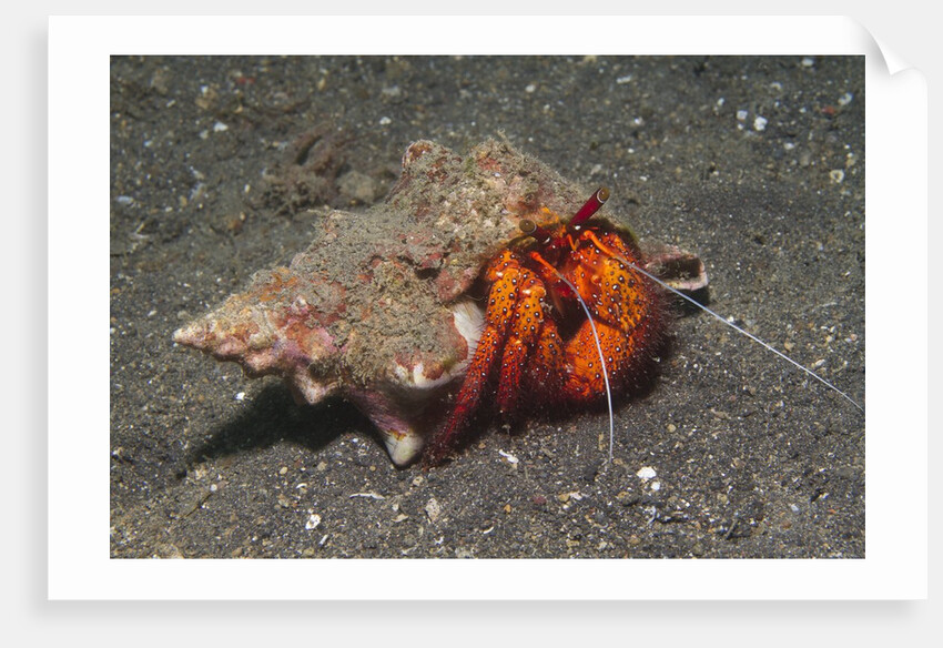 White-Spotted Hermit Crab by Anonymous