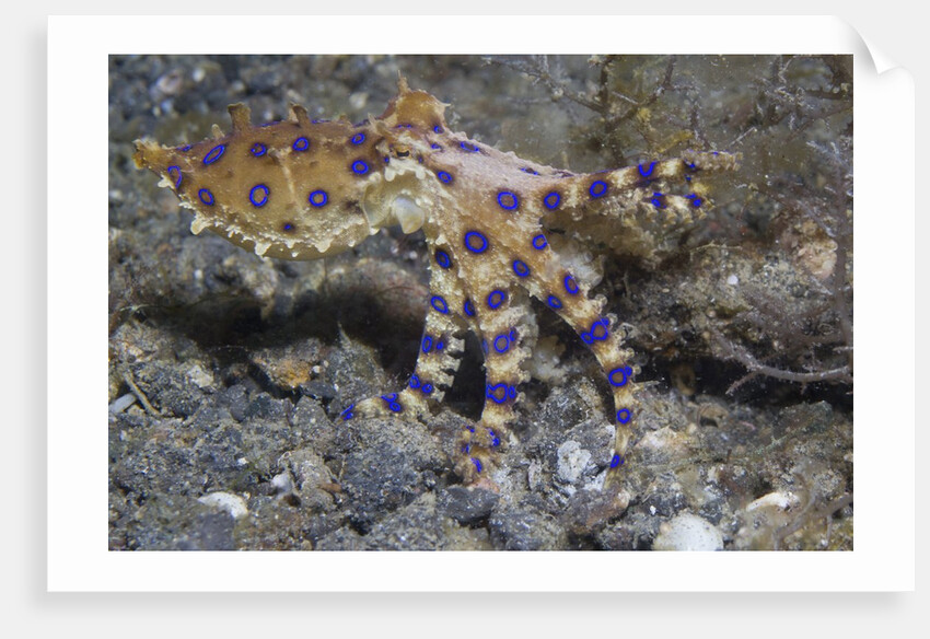 Blue-Ringed Octopus by Anonymous