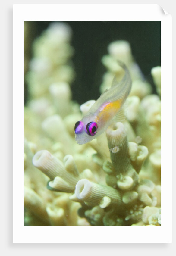Redeye Hovering Goby by Anonymous