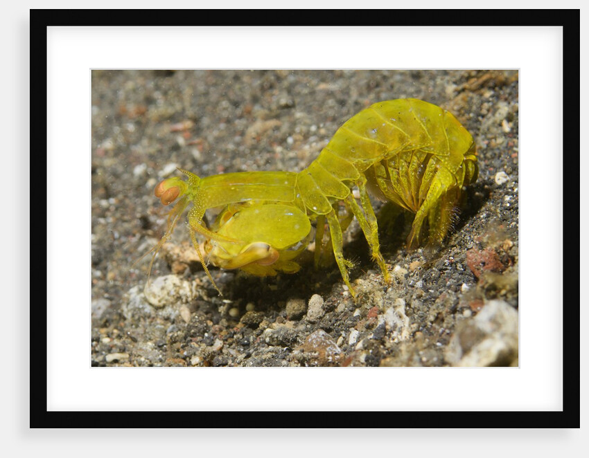 Smooth Mantis Shrimp female by Anonymous
