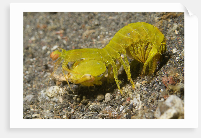 Smooth Mantis Shrimp female by Anonymous