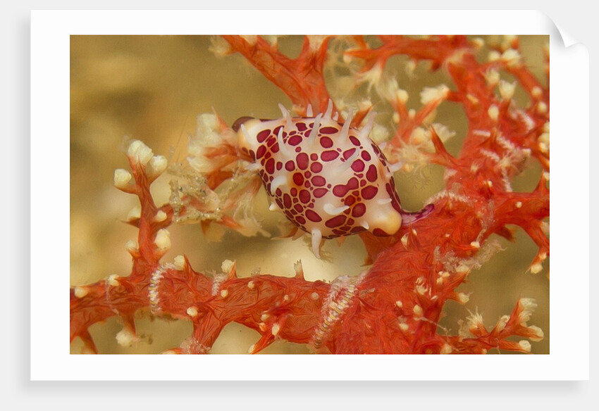 Margined Egg Cowrie by Anonymous
