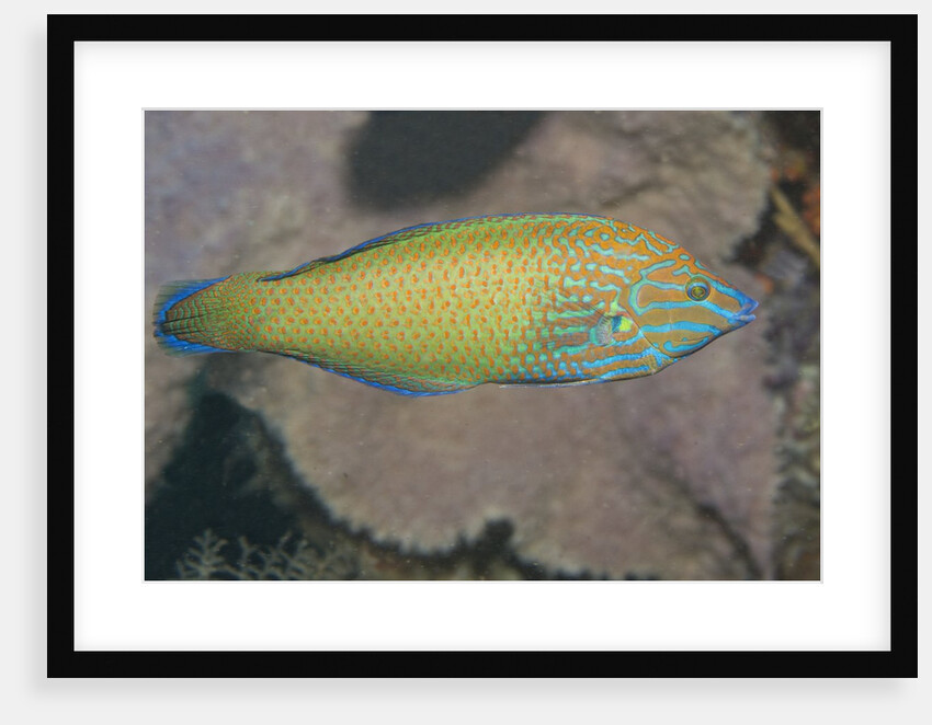 Chain-Lined Wrasse by Anonymous