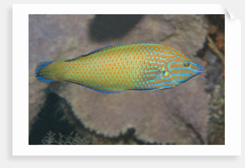 Chain-Lined Wrasse by Anonymous