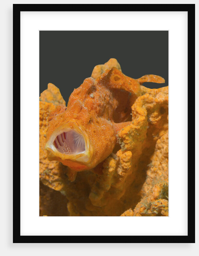 Painted Frogfish with open mouth by Anonymous