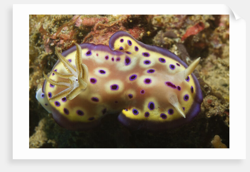Kunie's Chromodoris by Anonymous