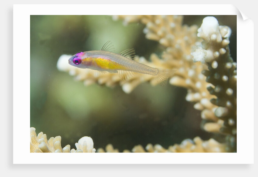 Redeye Hovering Goby by Anonymous