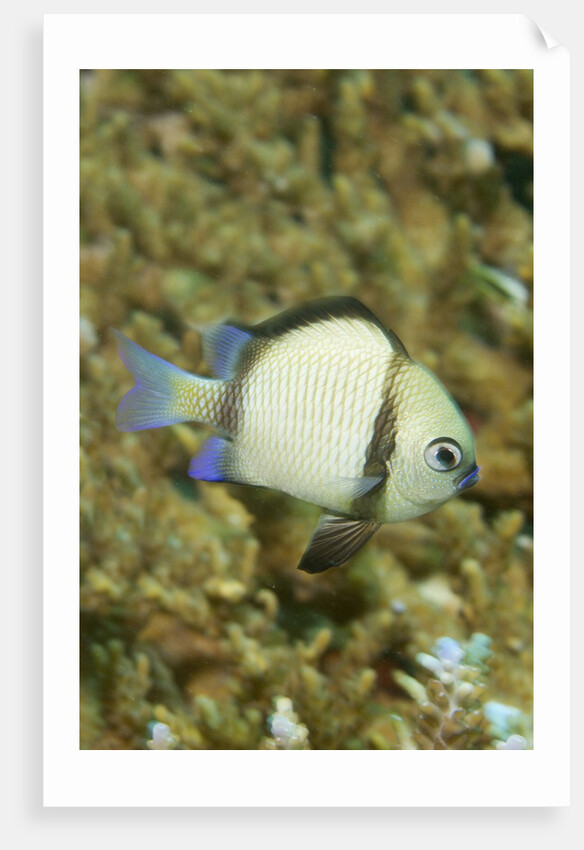 Reticulated Dascyllus by Anonymous