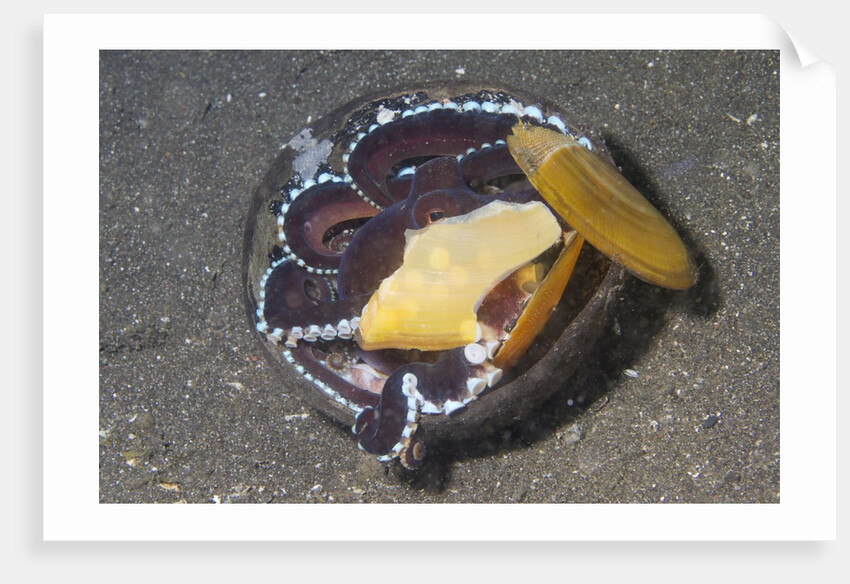 Coconut Octopus by Anonymous