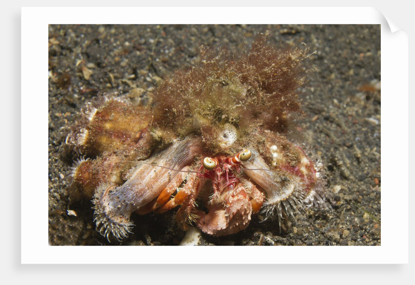 Anemone Hermit Crab by Anonymous