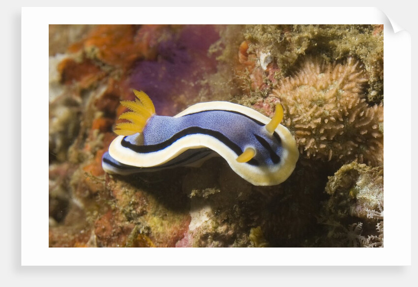 Anna's Chromodoris by Anonymous