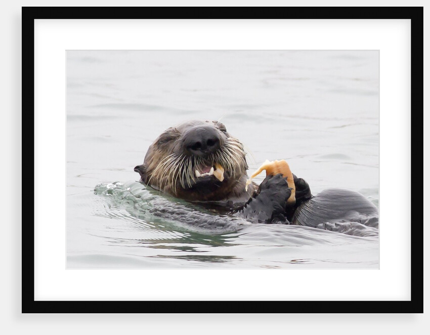 Southern Sea Otter eats a clam by Anonymous