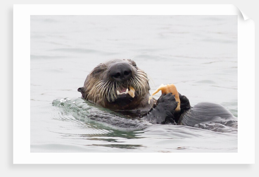 Southern Sea Otter eats a clam by Anonymous