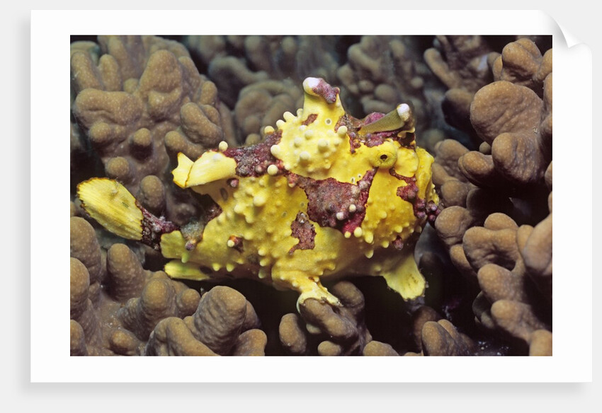 Warty Frogfish by Anonymous