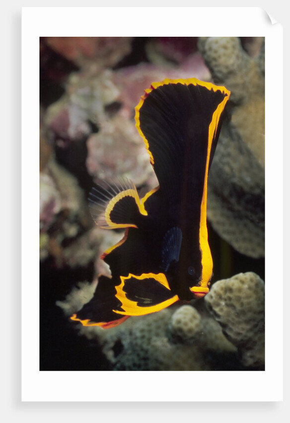 Juvenile Pinnate Spadefish by Anonymous
