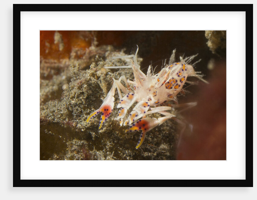 Spiny Tiger Shrimp by Anonymous