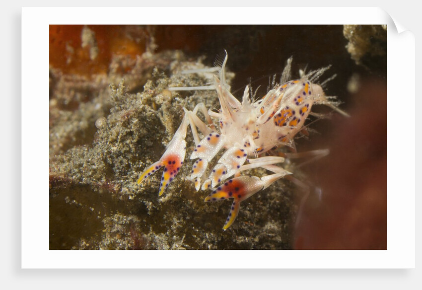 Spiny Tiger Shrimp by Anonymous