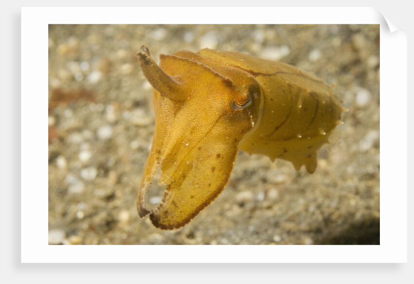 Broadclub Cuttlefish by Anonymous