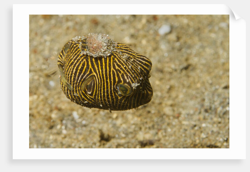 Juvenile Star Puffer by Anonymous