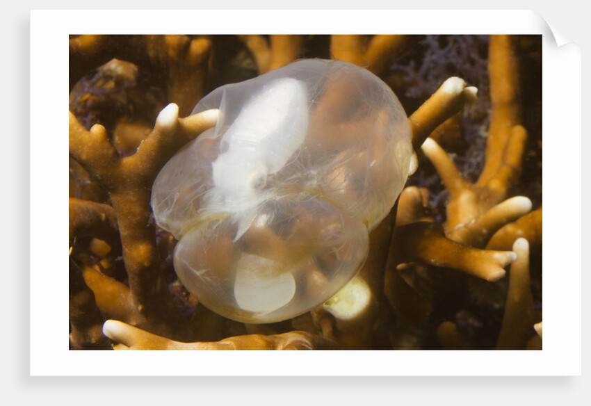 Broadclub Cuttlefish embreyo by Anonymous