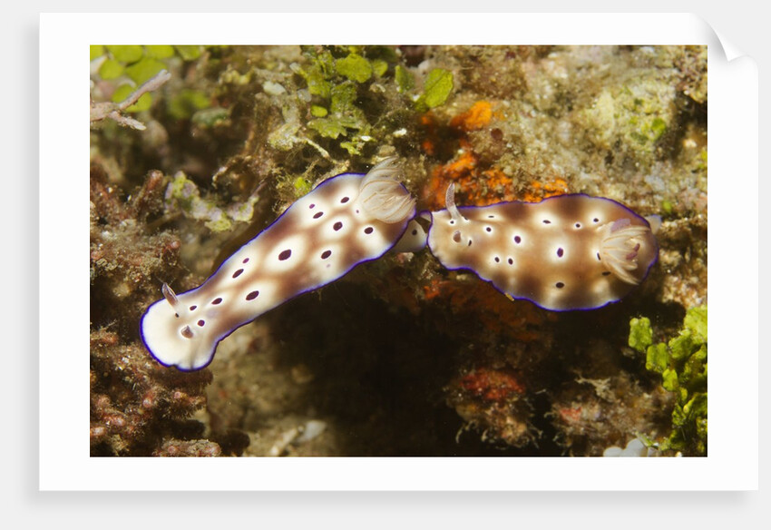 Tryon's Riabecia Nudibranchs trail each other by Anonymous