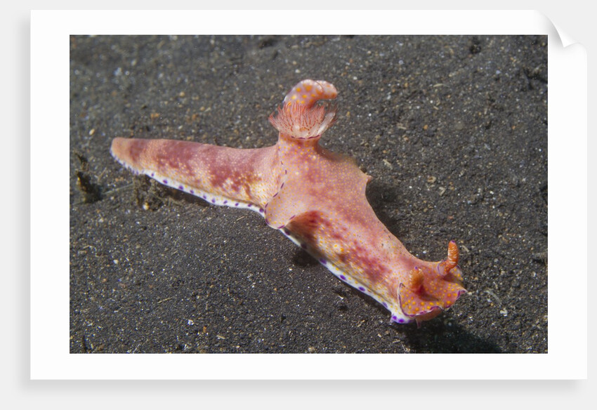 Many-Lober Ceratosoma by Anonymous