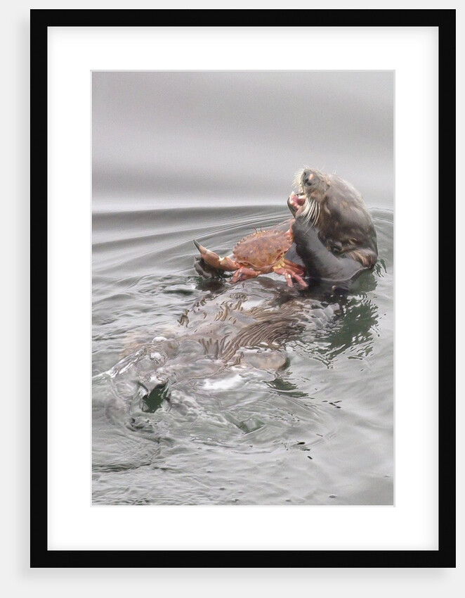 Southern Sea Otters eats a crab by Anonymous