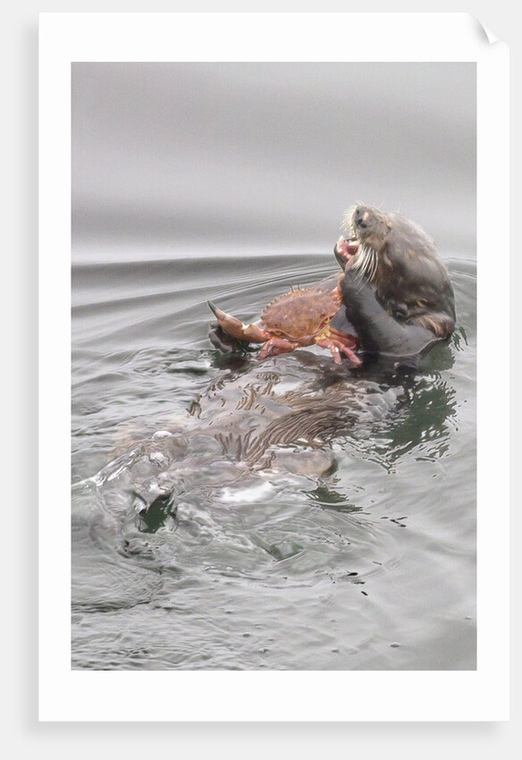 Southern Sea Otters eats a crab by Anonymous