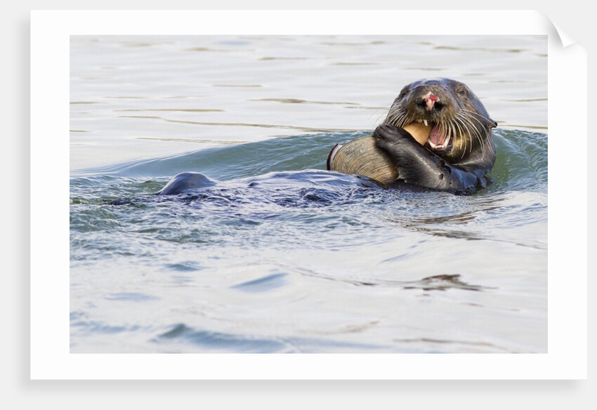 Southern Sea Otter eats a clam by Anonymous