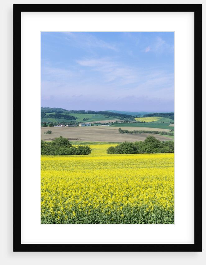 Canola Field by Anonymous