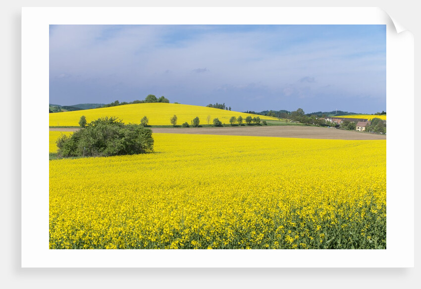 Canola Field by Anonymous