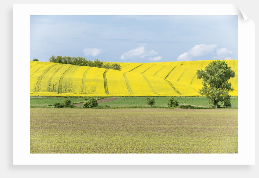 Spring Farm Fields by Anonymous