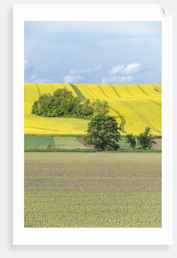 Spring Farm Fields by Anonymous