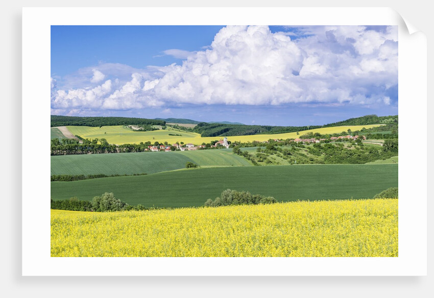 Spring Farm Fields by Anonymous