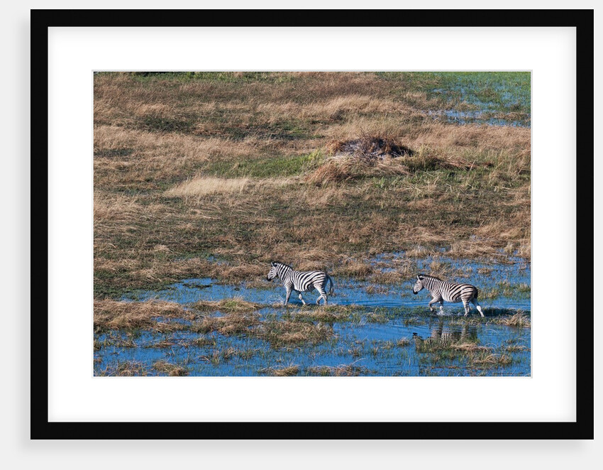 Aerial view of plains zebras by Anonymous