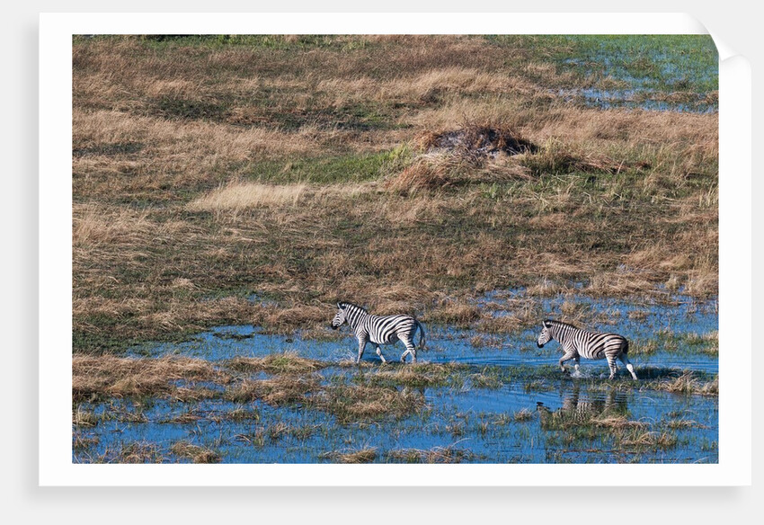 Aerial view of plains zebras by Anonymous