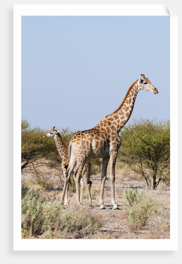 Southern giraffe by Anonymous