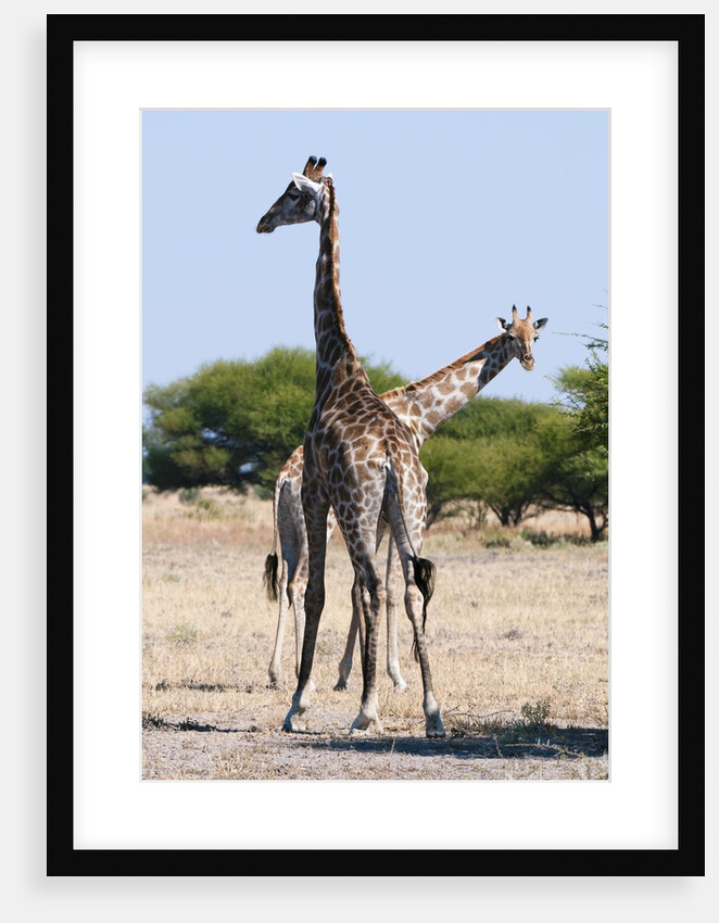 Southern giraffe by Anonymous