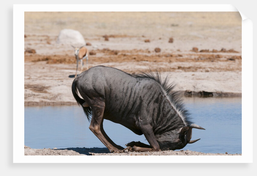 Blue wildebeest by Anonymous