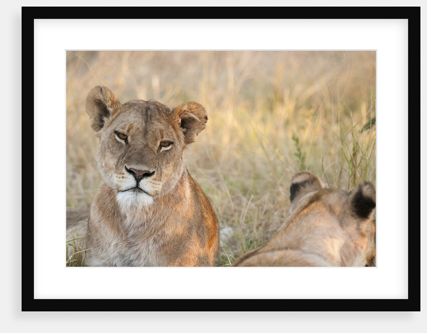Lion (Panthera leo) by Anonymous